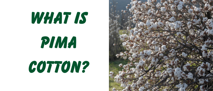 What Is Pima Cotton?